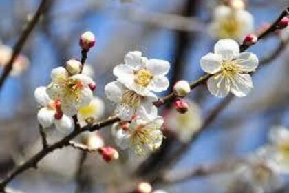 春を告げる梅の花