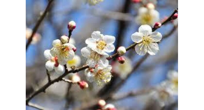 春を告げる梅の花